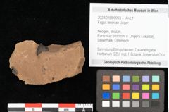 Foto (Objekt + Etikett) von Fagus feroniae Unger (NHMW-GEO-2024-0188-0993)